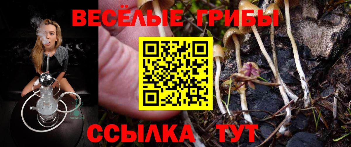 Псилоцибиновые грибы Psilocybine cubensis Пенза